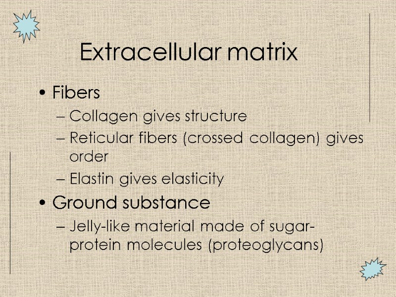 Extracellular matrix  Fibers Collagen gives structure Reticular fibers (crossed collagen) gives order Elastin